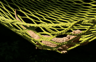 Zoho Easy to Use Hammock